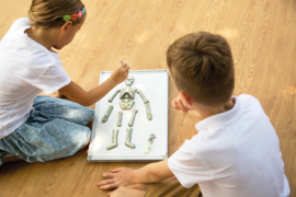 KidzLabs - Skelet