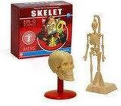 Ein-O Mens - Skelet