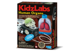 KidzLabs - Organen