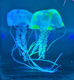Kwallen Aquarium Rond