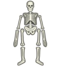 KidzLabs - Skelet