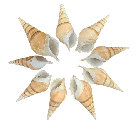 Tibia Schelpen