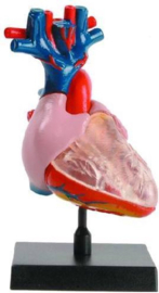 Ein-O Anatomie - Hart
