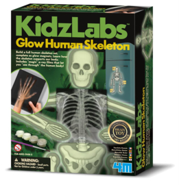 KidzLabs - Skelet