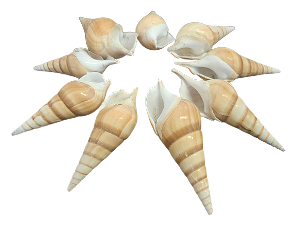 Tibia Schelpen