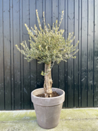 Bloempot | Vaso di Pisante 'Grigio'