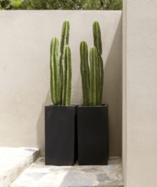 'Bouvy' Fiberstone