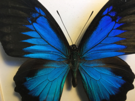 Papilio ulysses ulysses vlinder