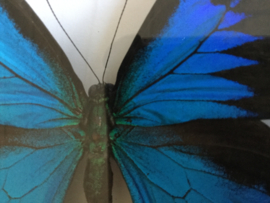 Papilio ulysses ulysses vlinder