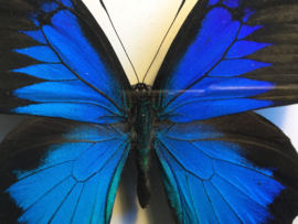 Papilio ulysses ulysses vlinder