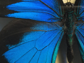 Papilio ulysses ulysses vlinder
