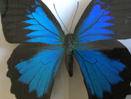 Papilio ulysses ulysses vlinder