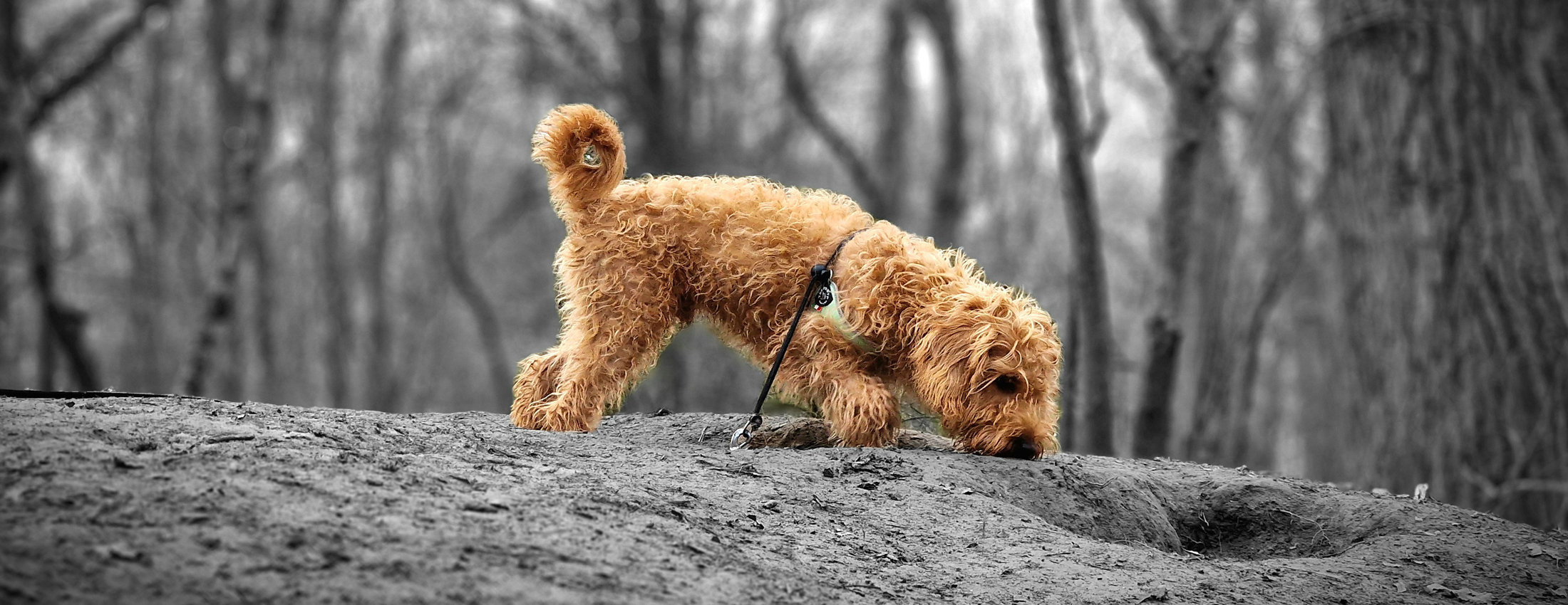 Simba's Doggie Care
