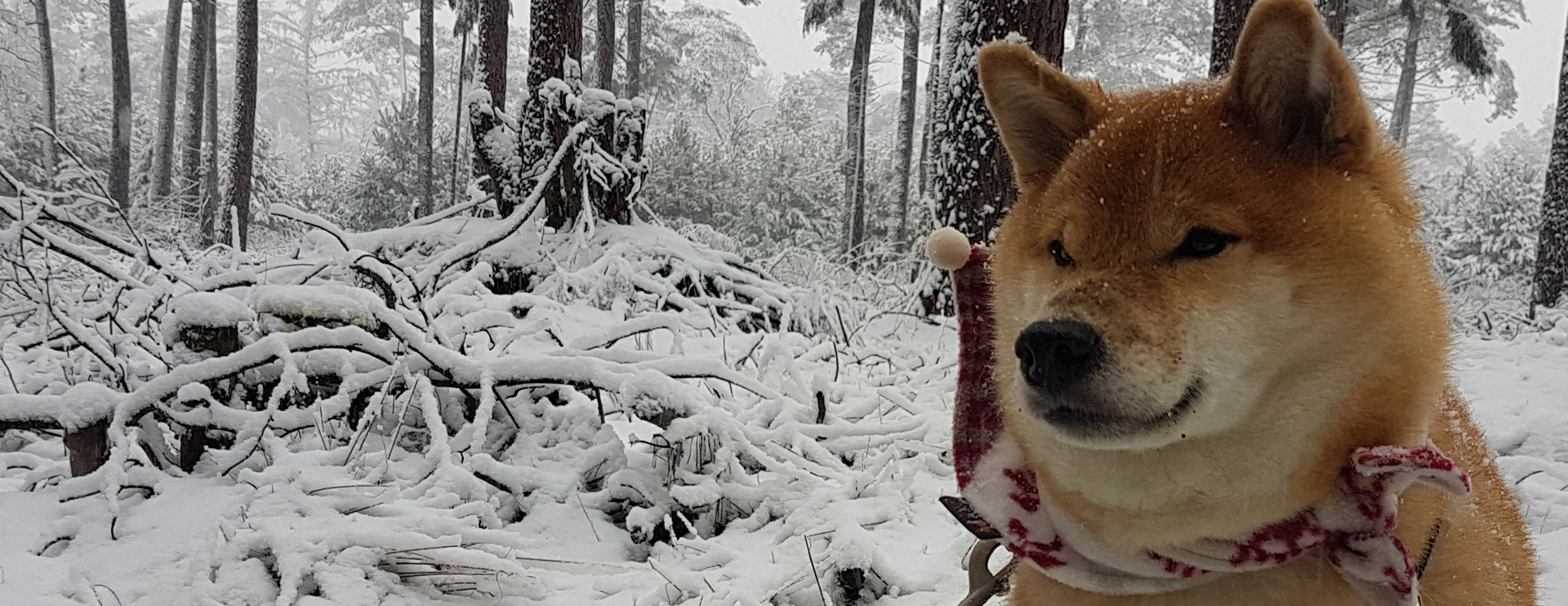 Simba's Santa Walk 001