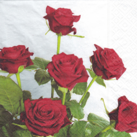 Bouquet of red roses, servet