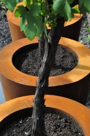 Cortenstaal plantenbak 'Cónico' Ø50 x H50 cm