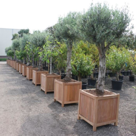 Hardhouten plantenbak 'Olbia' L100xB100xH60 cm