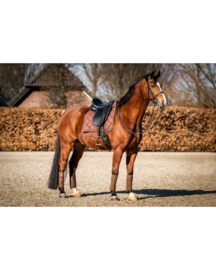 Hb 641 Showtime Crown Dressuur zadeldek