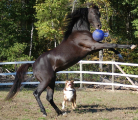 Jolly Ball 20cm Blauw Paard en Hond