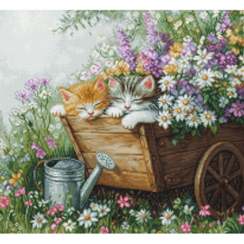 - katten