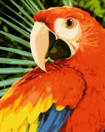 Schilderen op nummer Macaw - Collection d'Art  cda-pbn-h154