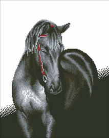 Midnight Stallion / Paard