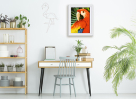 Schilderen op nummer Macaw - Collection d'Art  cda-pbn-h154