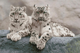 Diamond Dotz Snow Leopards Hemis National Park, Kashmir, India - Needleart   nw-dd12-064
