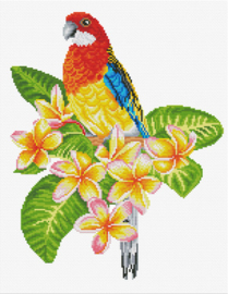 Voorbedrukt borduurpakket Frangipanni Rosella - Needleart World    nw-nc440-101