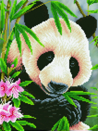 Panda Prins
