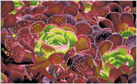Diamond Dotz Succulents - Needleart World  nw-dq09-008