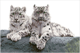 Diamond Dotz Snow Leopards Hemis National Park, Kashmir, India - Needleart   nw-dd12-064
