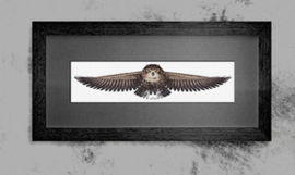 Borduurpakket The Owl - Luca-S     ls-cd005