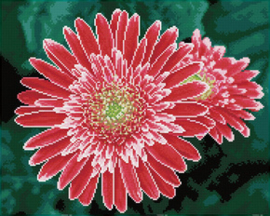 Diamond Dotz Pink Gerberas - Needleart World  nw-dq10-001