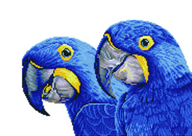 Blue Hyacinth Macaws
