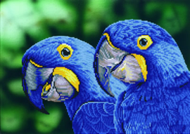 Blue Hyacinth Macaws