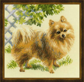 Borduurpakket Pomeranian - RIOLIS    ri-1585