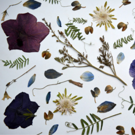 Workshop Bloemen persen