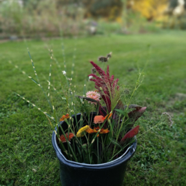 Workshop in de bloementuin: Pluk je veldboeket -  zaterdag 26 juli
