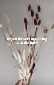 Halo ( optioneel droogbloemen boeketje)