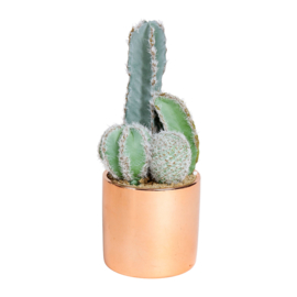 Kunstcactus in Pot - Sema Design