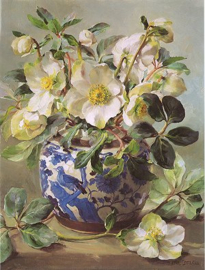Dubbele Kaart Helleborus