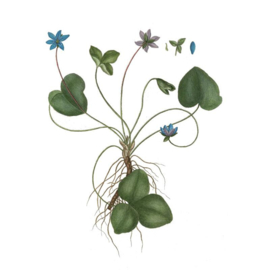 Magneet Blue Anemone (8 cm.) - Koustrup & Co.