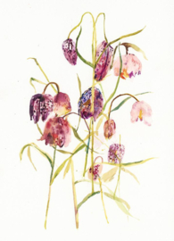 Ansichtkaart Fritillaria - Ping He Art