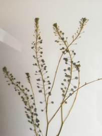 Golden Frame : Hemp Plants