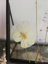 Framed : Delicate Flowers