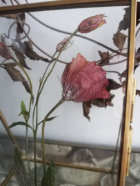 Framed : delicate flowers