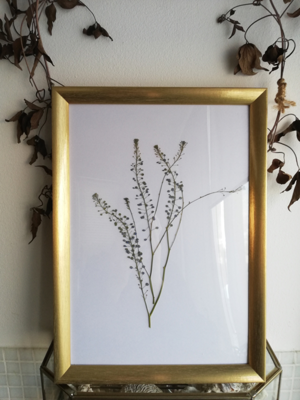 Golden Frame : Hemp Plants