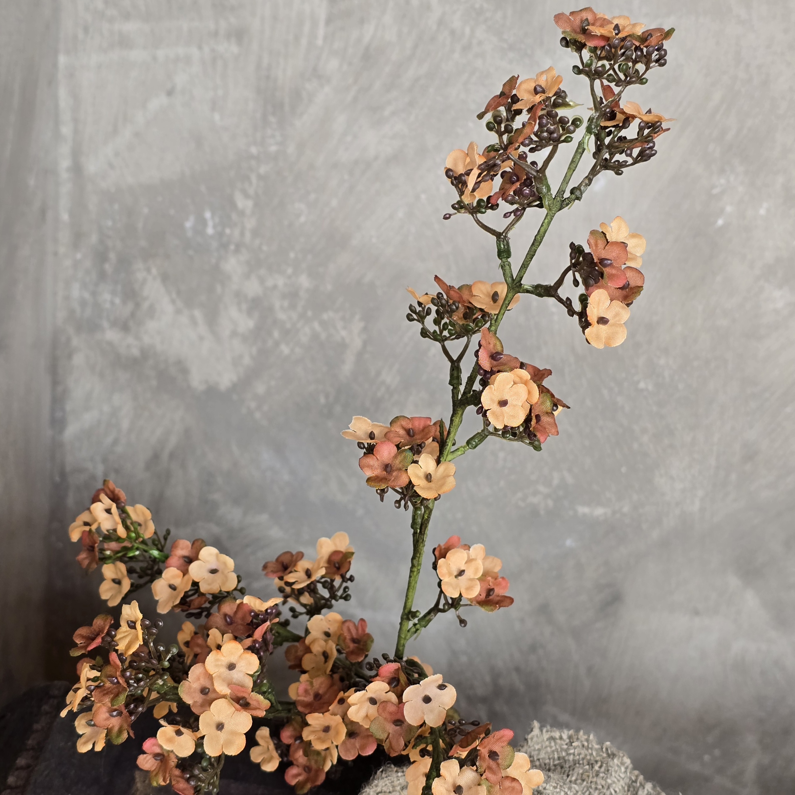 Potentilla Apricot