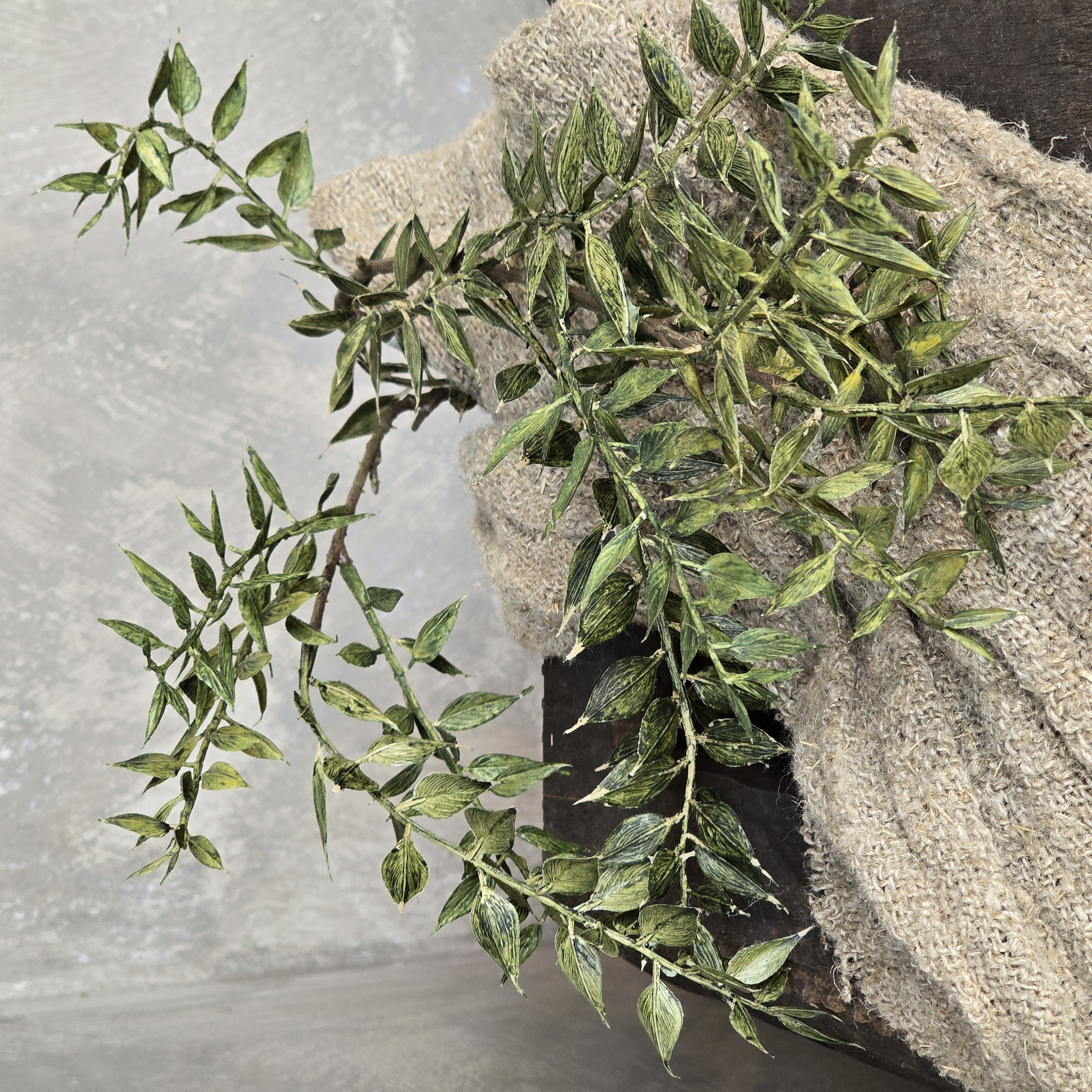 Ruscus bladtak